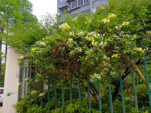 金银花