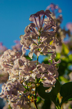 丁香花