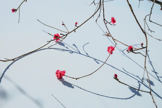 桃花