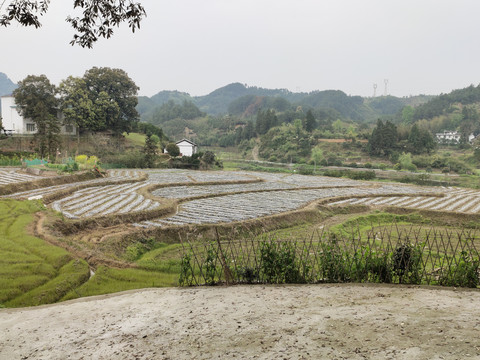 田野