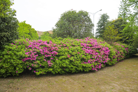 红杜鹃花背景