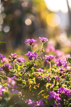 夕阳下的花草