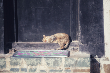 札什伦布寺门前的猫咪