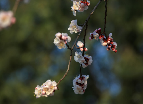 春暖花开