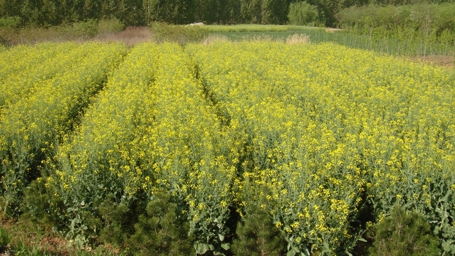 油菜花