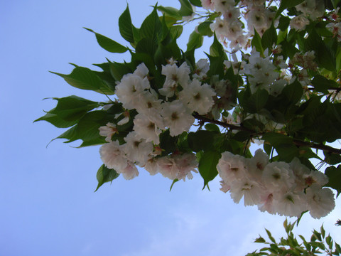 枝头的樱花
