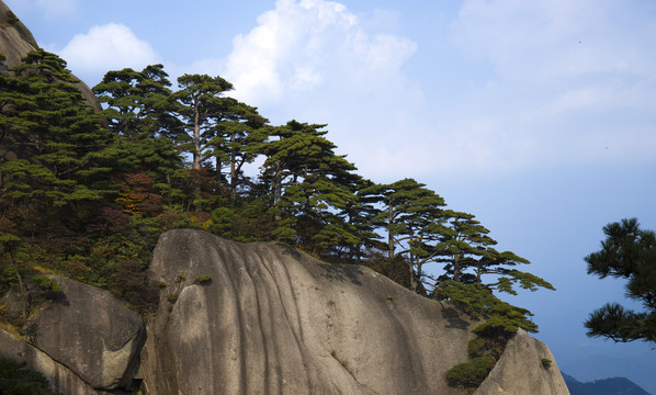 黄山迎客松