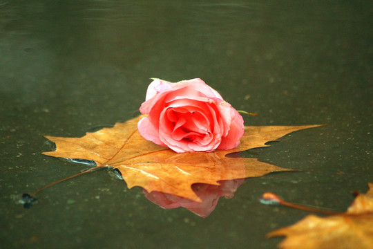 雨后路上的玫瑰