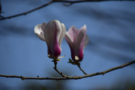 玉兰花