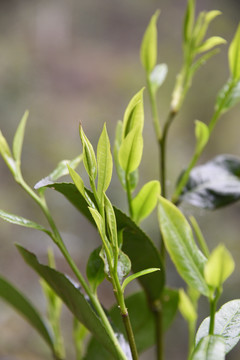 板遂茶