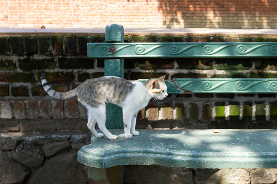 猫
