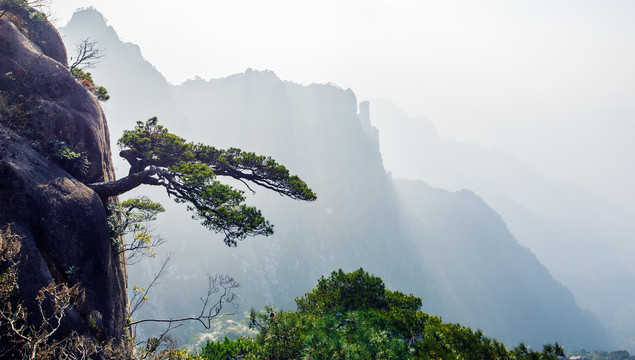 石逢中长出的松树