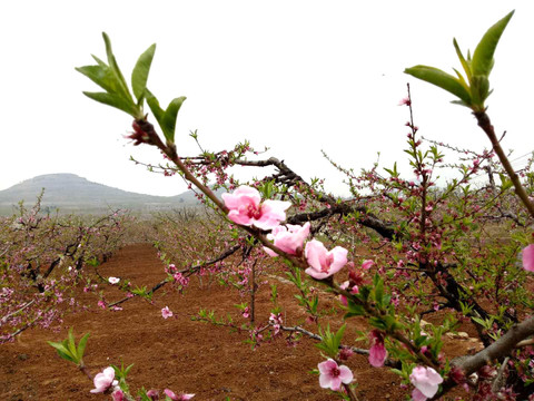 桃花