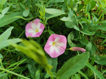 牵牛花