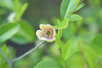 含笑花