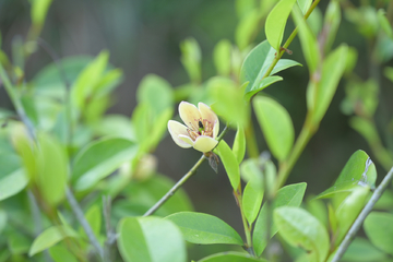 含笑花