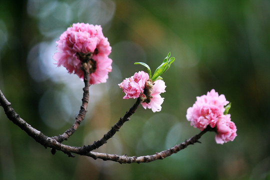 桃花