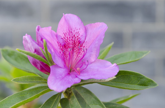 杜鹃花高清唯美特写