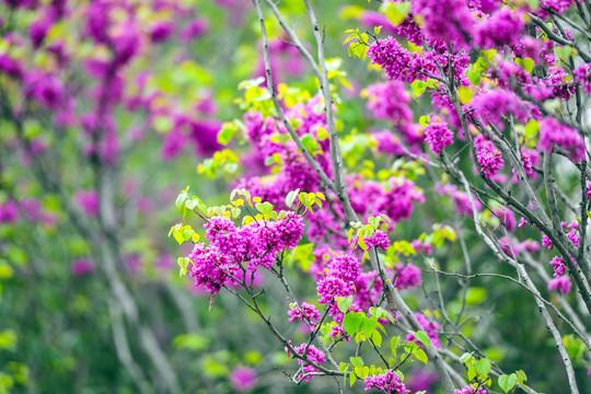 春天紫荆花开花