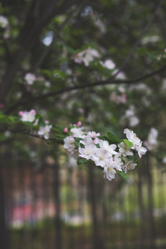 春天盛开的海棠花