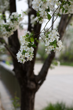 春天盛开的海棠花