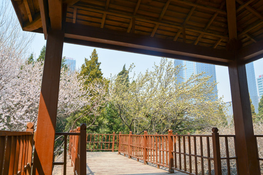 桃花走廊