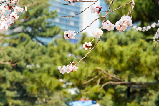 东京樱花