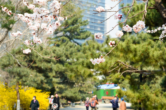 东京樱花