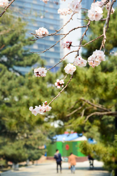 东京樱花