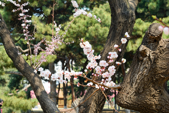 东京樱花