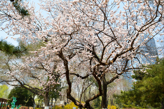 东京樱花