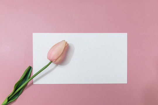 粉色背景纸上郁金香花束