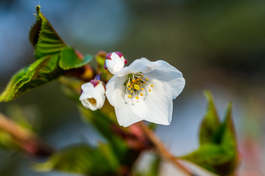 樱花