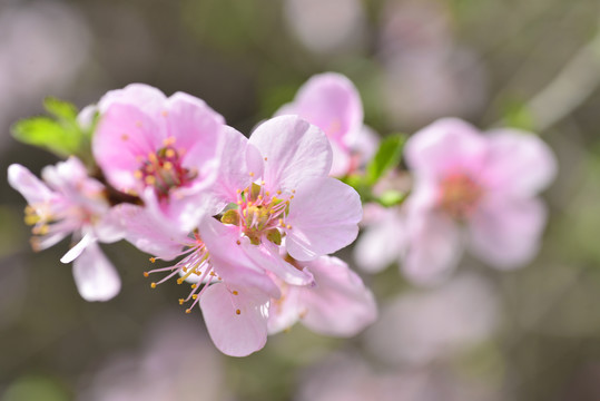 盛开的粉红桃花