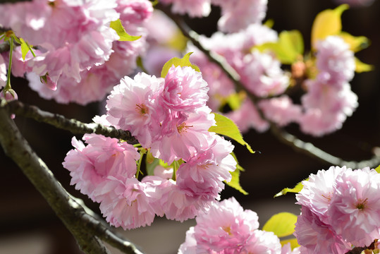 日本樱花花海