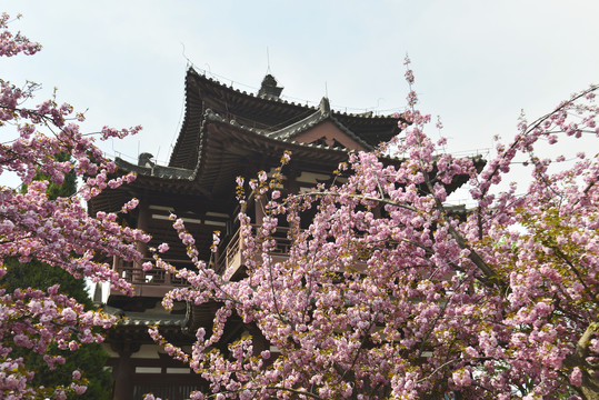 盛开的九州岛樱花