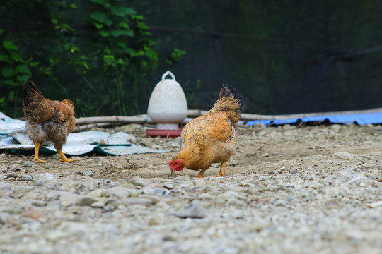 七拱走地鸡