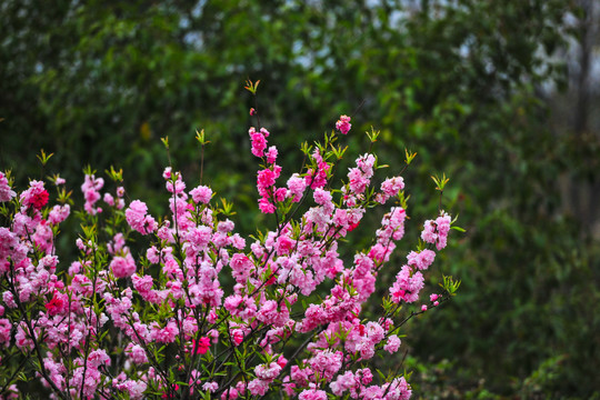 桃花