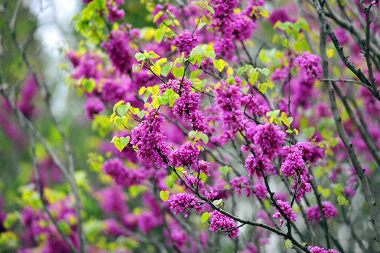 春天园林紫荆花