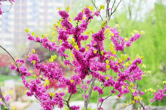公园洋紫荆花