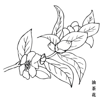 油茶花