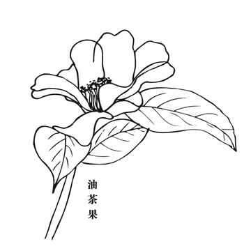 油茶花