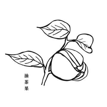 油茶果