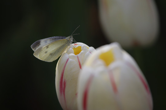郁金香与蝴蝶