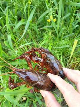 田地小龙虾