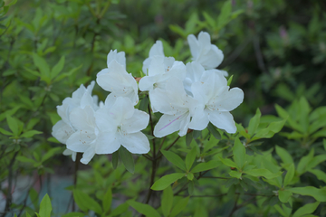 杜鹃花