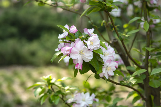 北京海棠花溪