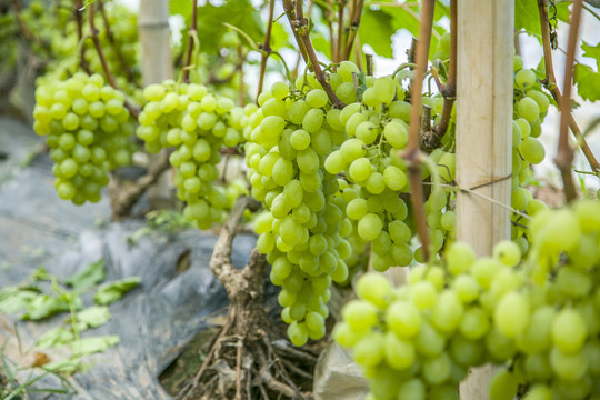 葡萄采摘园里的葡萄