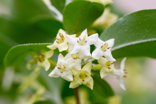 胡秃子花