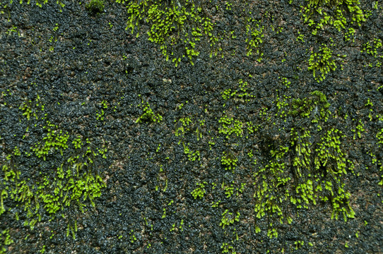 湿润岩壁苔藓